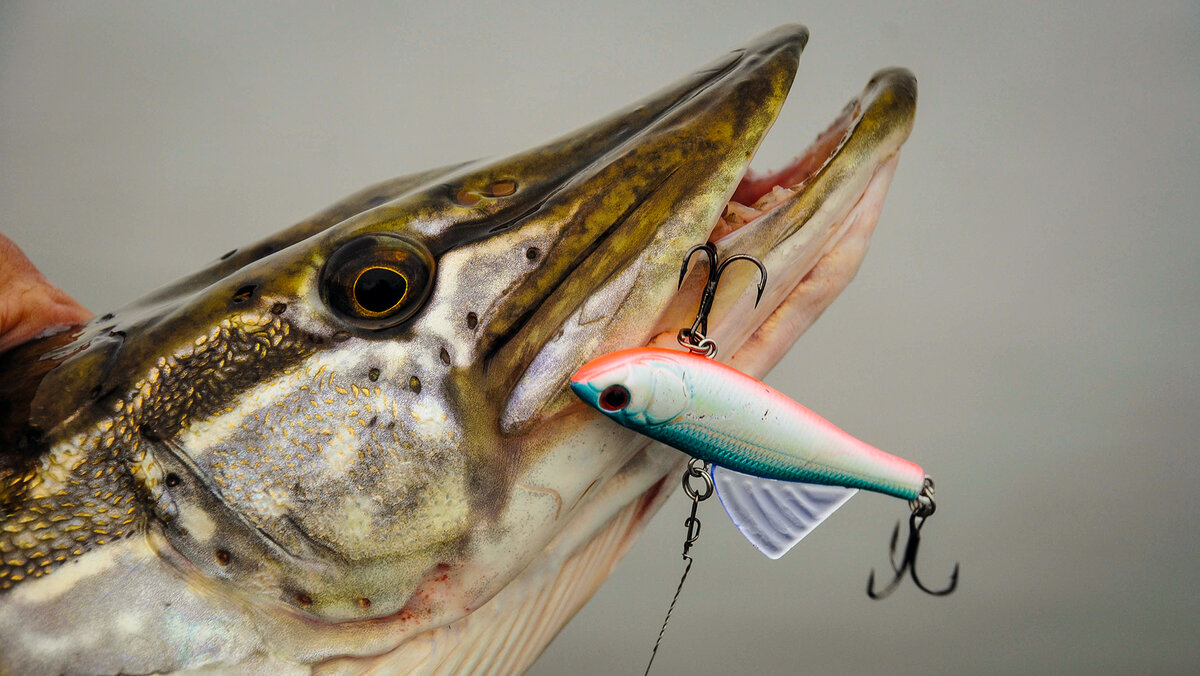 VIB - vibration lure, lipless crankbait