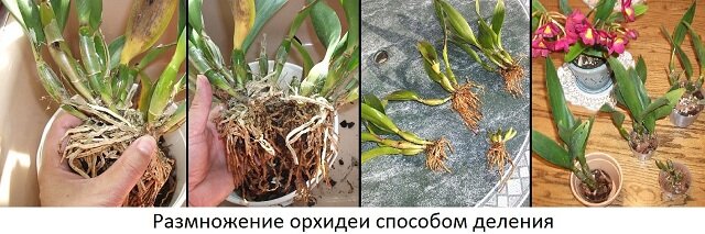 Способы и ошибки размножения орхидеи в домашних условиях
