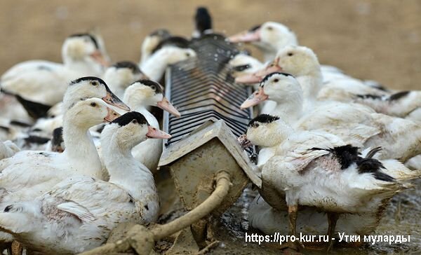 Как вырастить бройлерных уток Мулардов