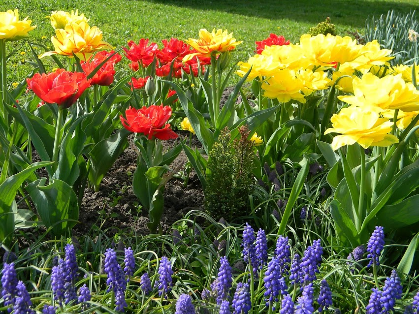 Ландыши "первоцветы". Цветы цветущие в мае. Весенние луковичные многолетники. Весенний букет ландыши сирень. Ранние весенние цветы в саду.