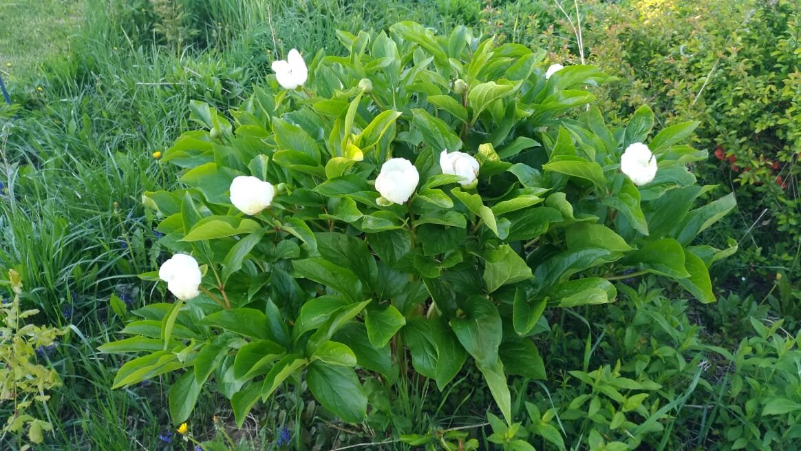 В этом году цветение не самое обильное.