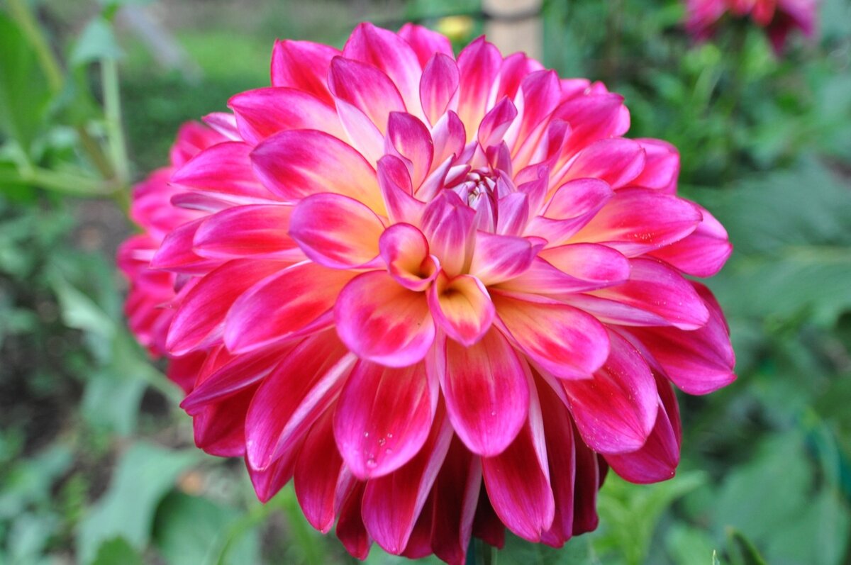 Сильные стебли георгина Лесото