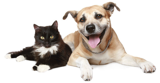 кошка и собака