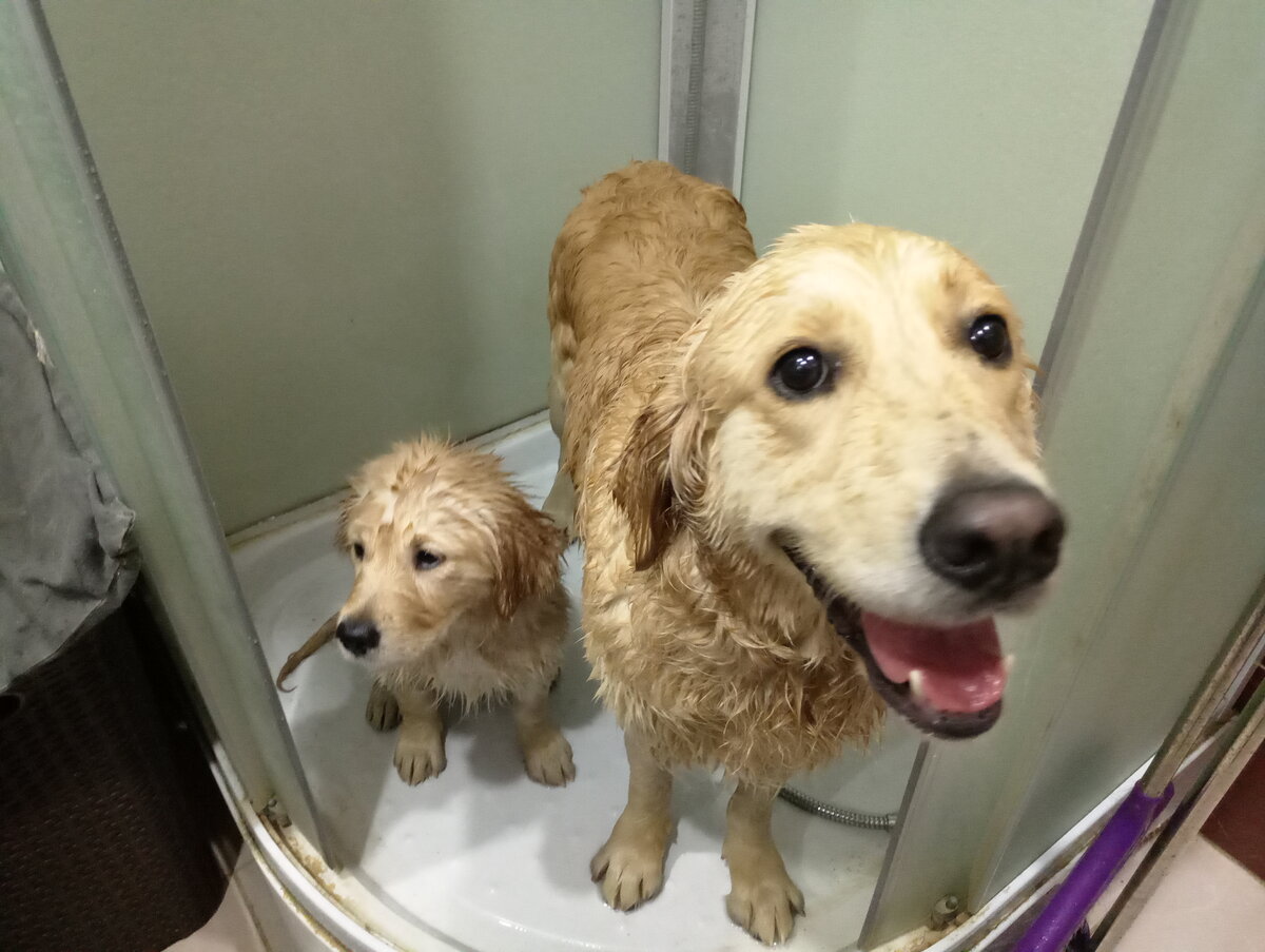 Постирочная шпионов и их радисток.