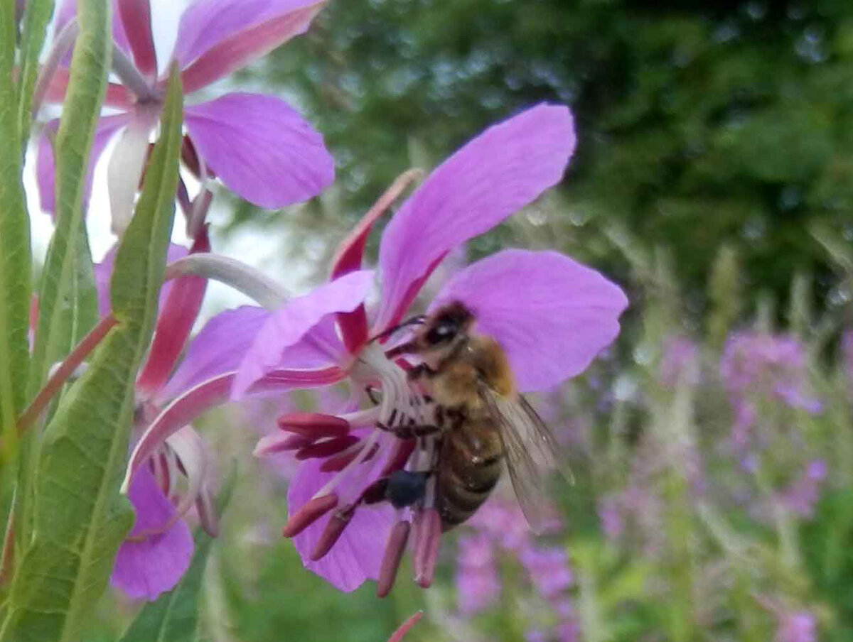 (с) все фото мои
