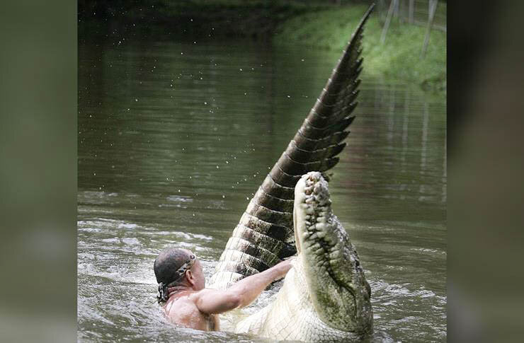 а ты бы хотел приручить дракона?