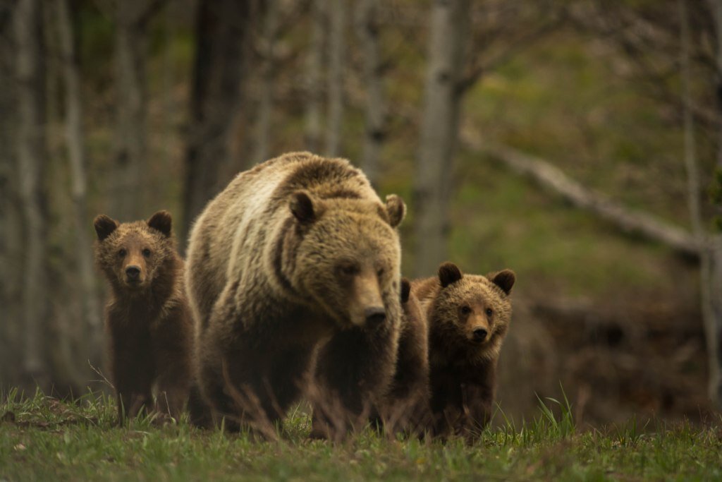 Фото взято здесь https://scottseyephotos.files.wordpress.com/2015/05/bear-family-399.jpg?w=1024&h=683