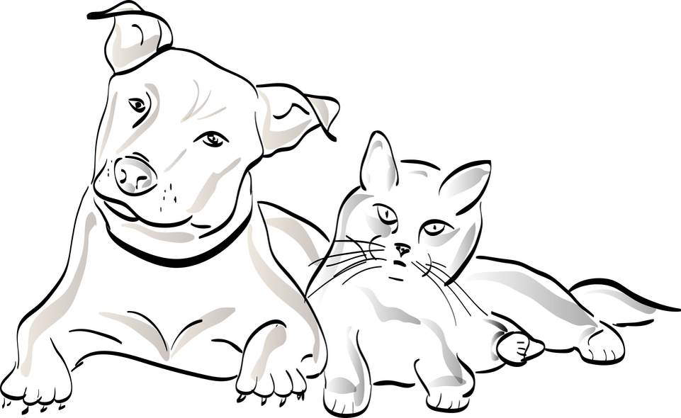 истории о животных, кот, собака, дружба