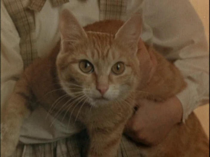 Странная белая кошка томасина. Безумная Лори (1991). Томасина безумная Лори