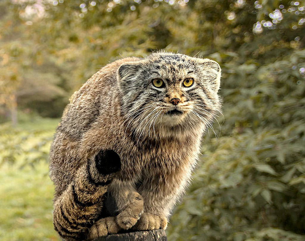 Фото кота манула. Степной кот Манул. Лесной кот Манул. Камышовый Манул. Среднеазиатский Манул.