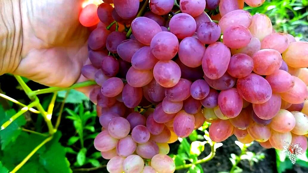 виноград киш миш велис. виноград розовый велес кишмиш. виноград кишмиш велес ранний. сорта винограда кишмиш велес. виноград кишмиш велес.