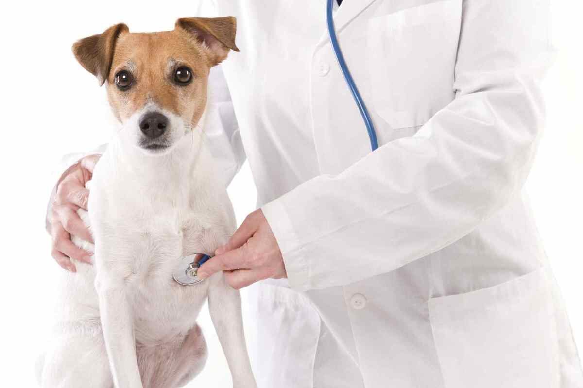 Обследование собак. Ветеринарная клиника Кишинёве. Животные Ветеринария. Собака в ветеринарной клинике. Терапия животных.