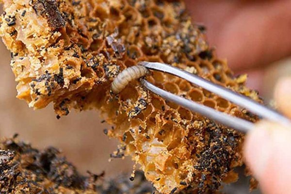 фото из открытых источников