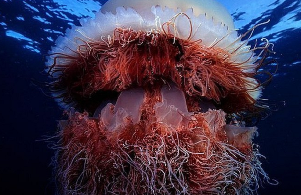Медуза волосистая цианея. Арктическая медуза цианея. Медуза цианея гигантская. Арктическая гигантская медуза цианея.
