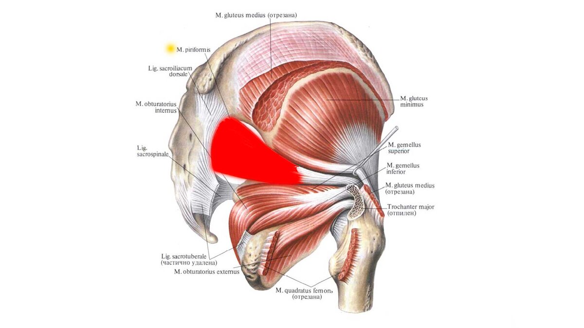 БОЛИТ ЯГОДИЦА И КРЕСТЕЦ 🔴 синдром грушевидной мышцы | ЗДОРОВОЕ ТЕЛО с  Сергеем Черновым | Дзен