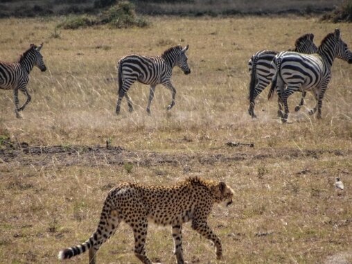 За любой вкусной добычей гепард готов побегать!