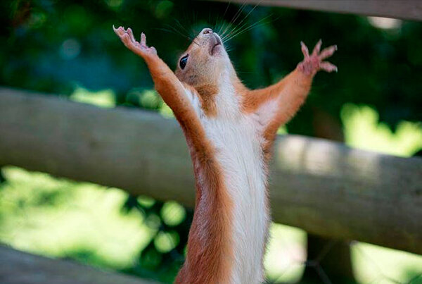 Свершилось чудо