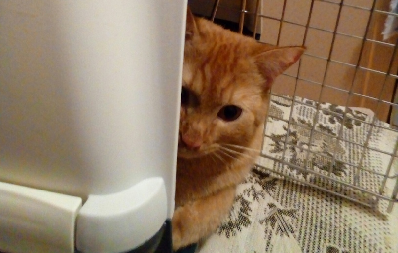 Новая спальня нашего котявы