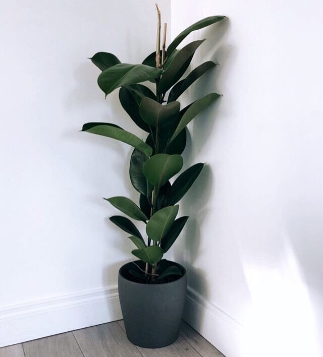 Фикус Эластика - популярные виды | Комнатные цветы | Дзен