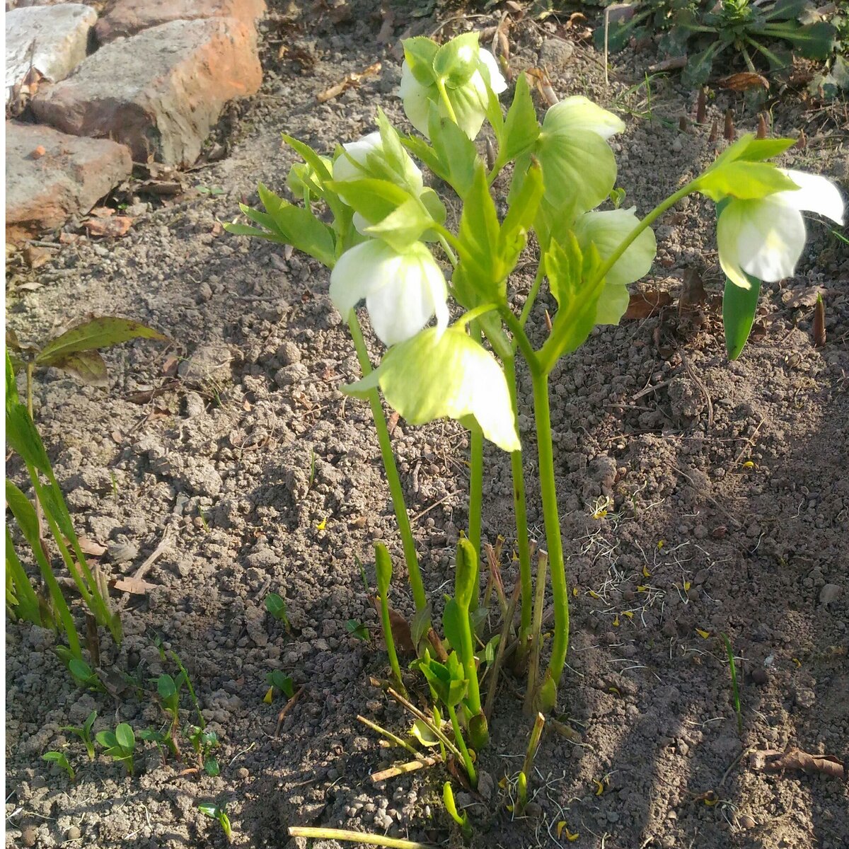 Морозник желтый. Цветок морозник посадка и уход в открытом грунте. Как посадить морозник весной в открытый грунт. Морозник восточный баллард гибрид. Морозник фросткисс бойлис бри.