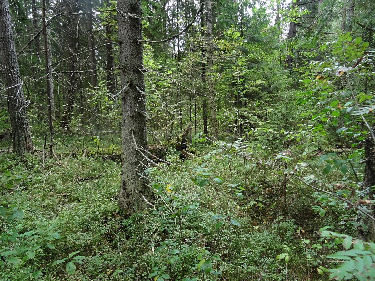 видно упавшее дерево, основание и корни прогнили