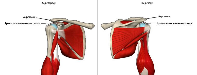 Вращательная манжета плечевого сустава анатомия