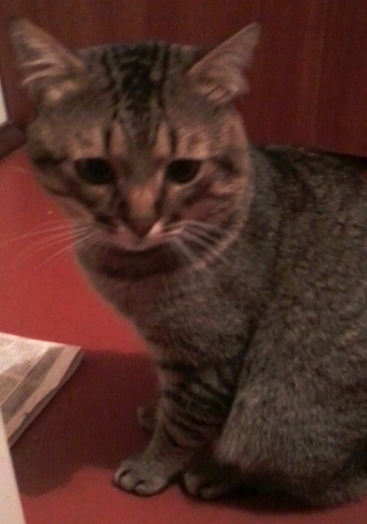 Праздник для Пуса был испорчен