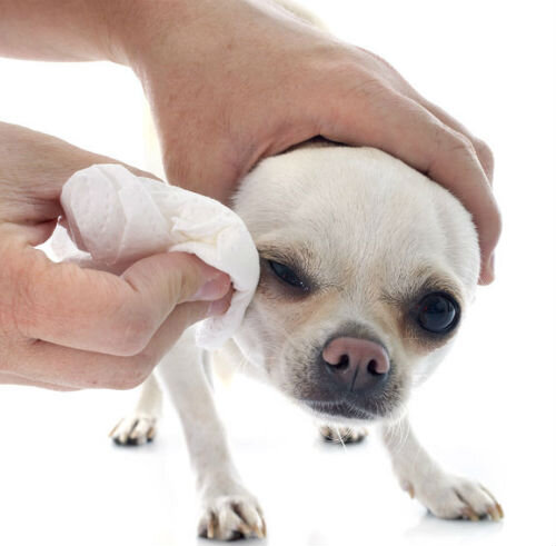 Что делать если у собаки побелел глаз после травмы?