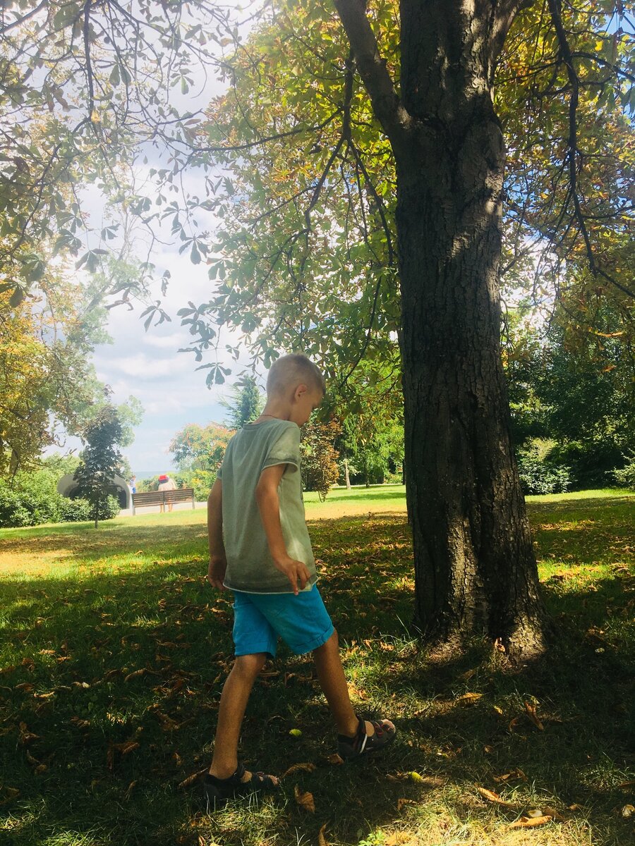 В поисках каштанов