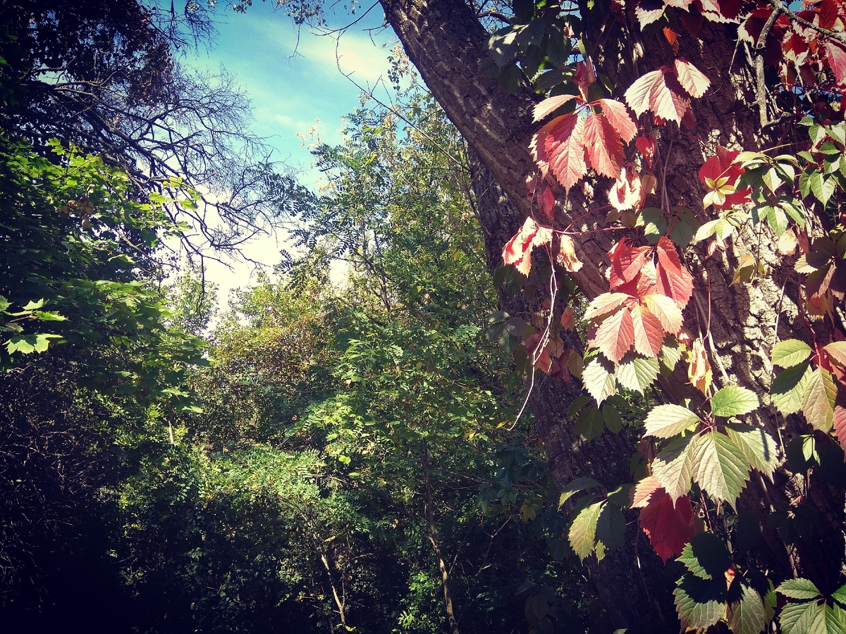 Осенние краски, город Лермонтов