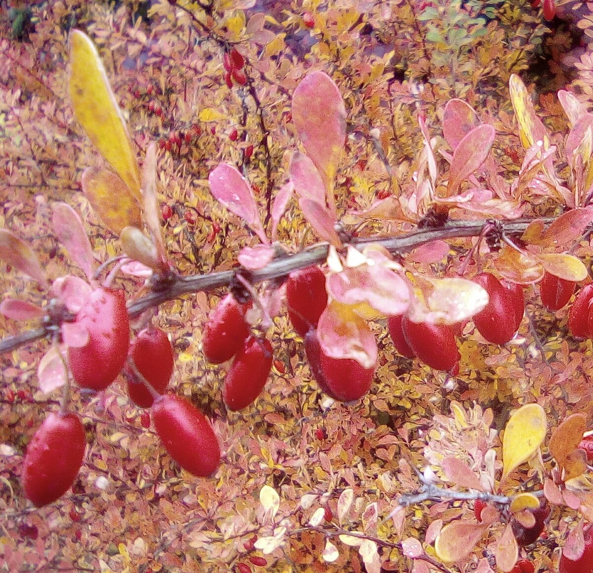 Фото "Красные тона Осени" 