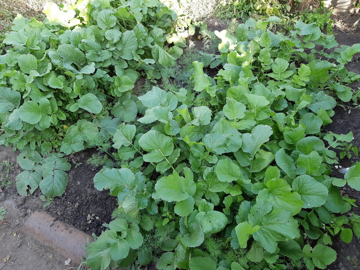 Фото автора Редиска и укроп