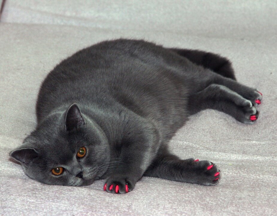 https://cdn.pixabay.com/photo/2015/11/20/12/05/british-cat-1052933_960_720.jpg