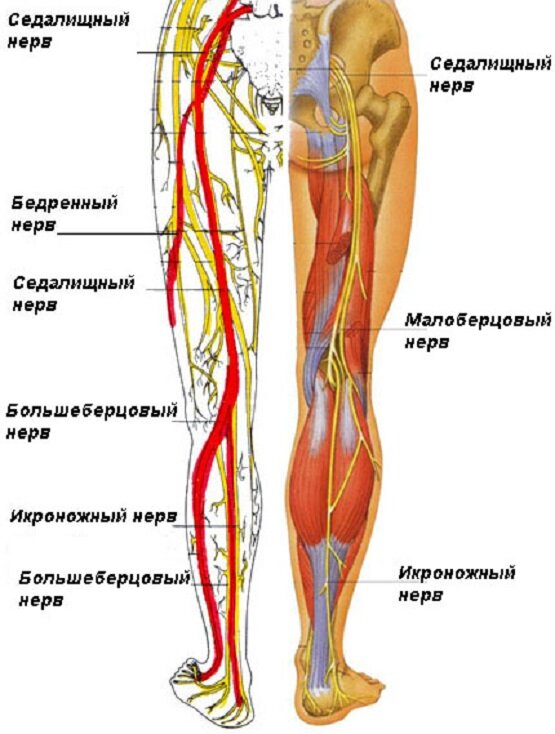 Периферическая нейропатия нерва