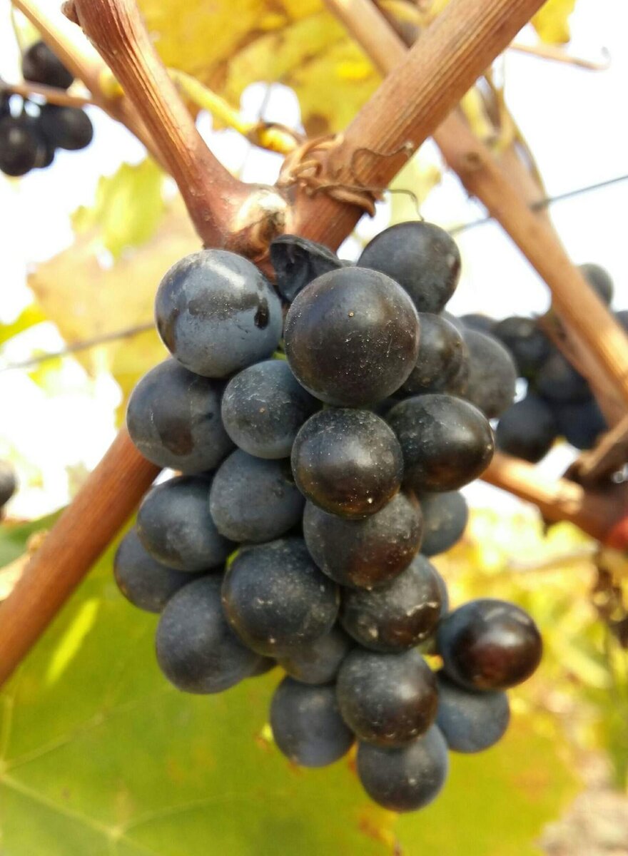 Несобранные гроздья технического винограда. Авторское фото
