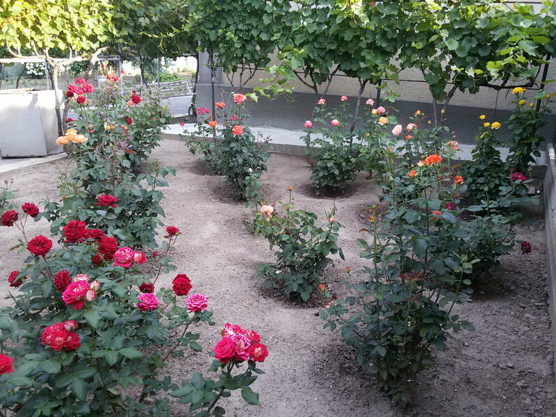 Мои розы весной Авторское фото