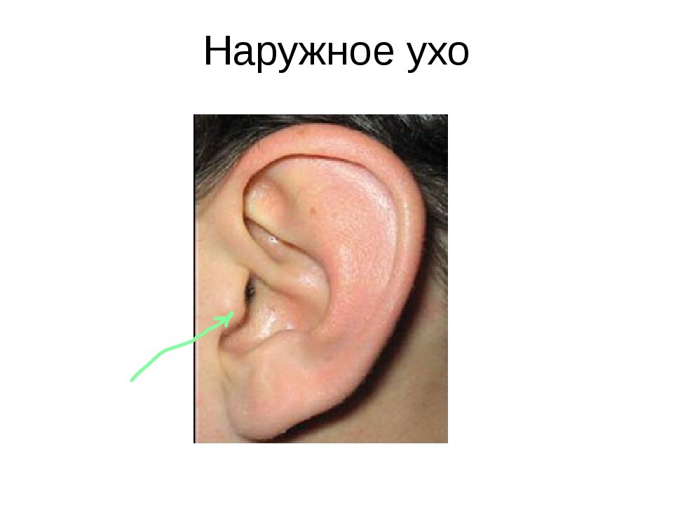 На фото наружное ухо. Зеленой стрелкой указан козелок. Источник фото: Яндекс картинки