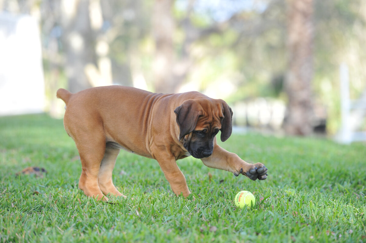 щенок бурбуля играет с мячиком :)