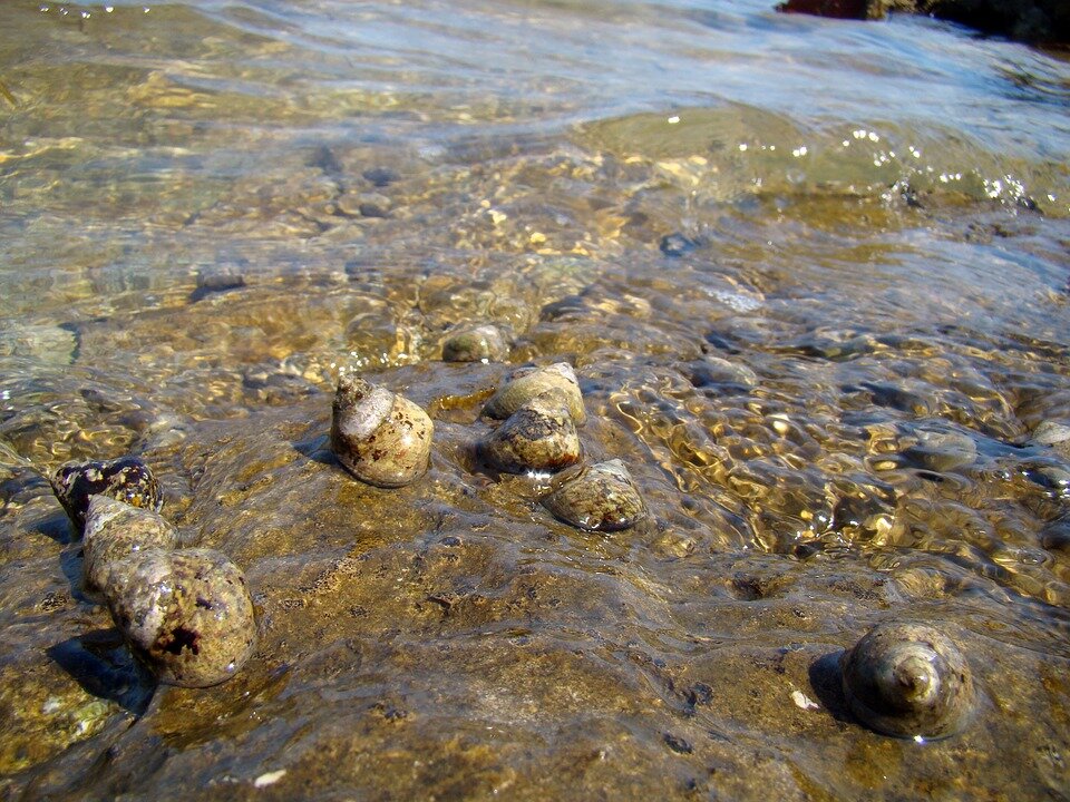 https://cdn.pixabay.com/photo/2017/08/04/21/04/shells-2581508_960_720.jpg