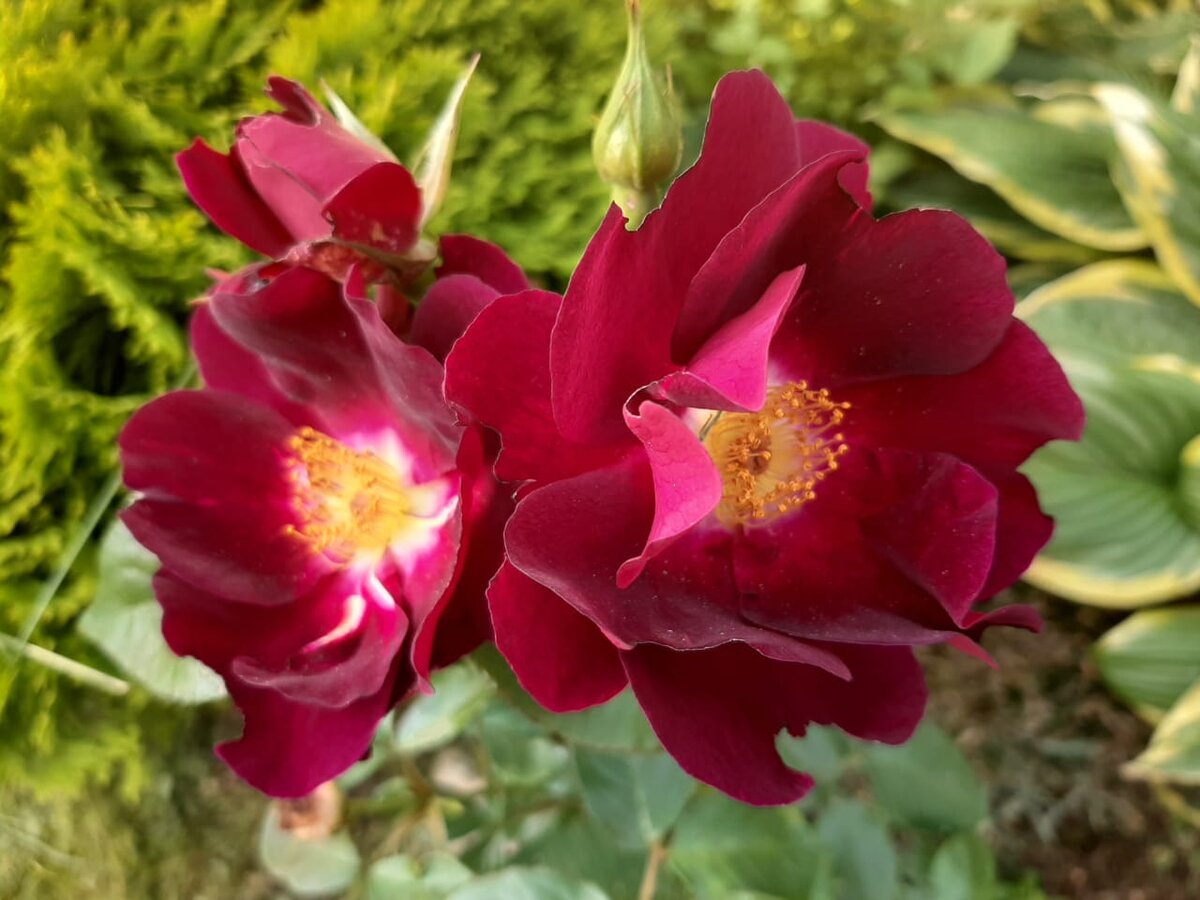 Найт Оул. Шраб.