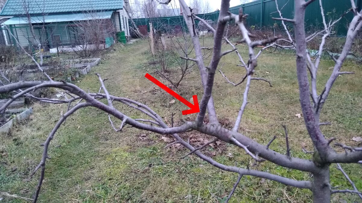 Ветка, растущая внутрь кроны.