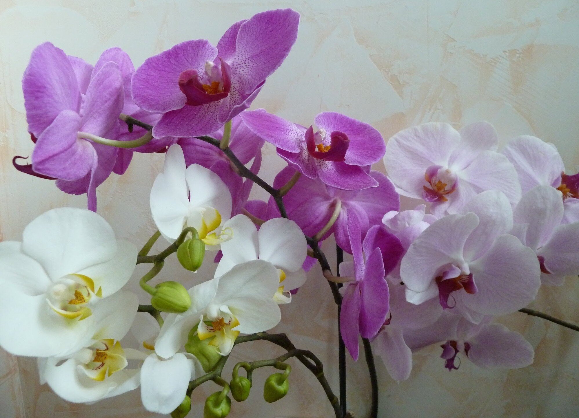 Почему у орхидеи опадают бутоны и как этого не допустить?
