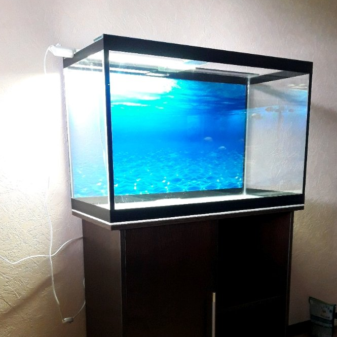 Новый аквариум. Источник фото: https://media2.24aul.ru/imgs/5bdf243eed49b80001d8ba51/akvarium-novyy-s-tumboy-1-12586640.jpg