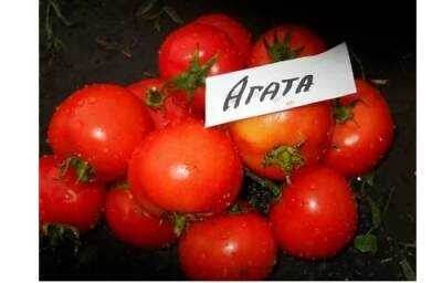 Сорт «Агата»