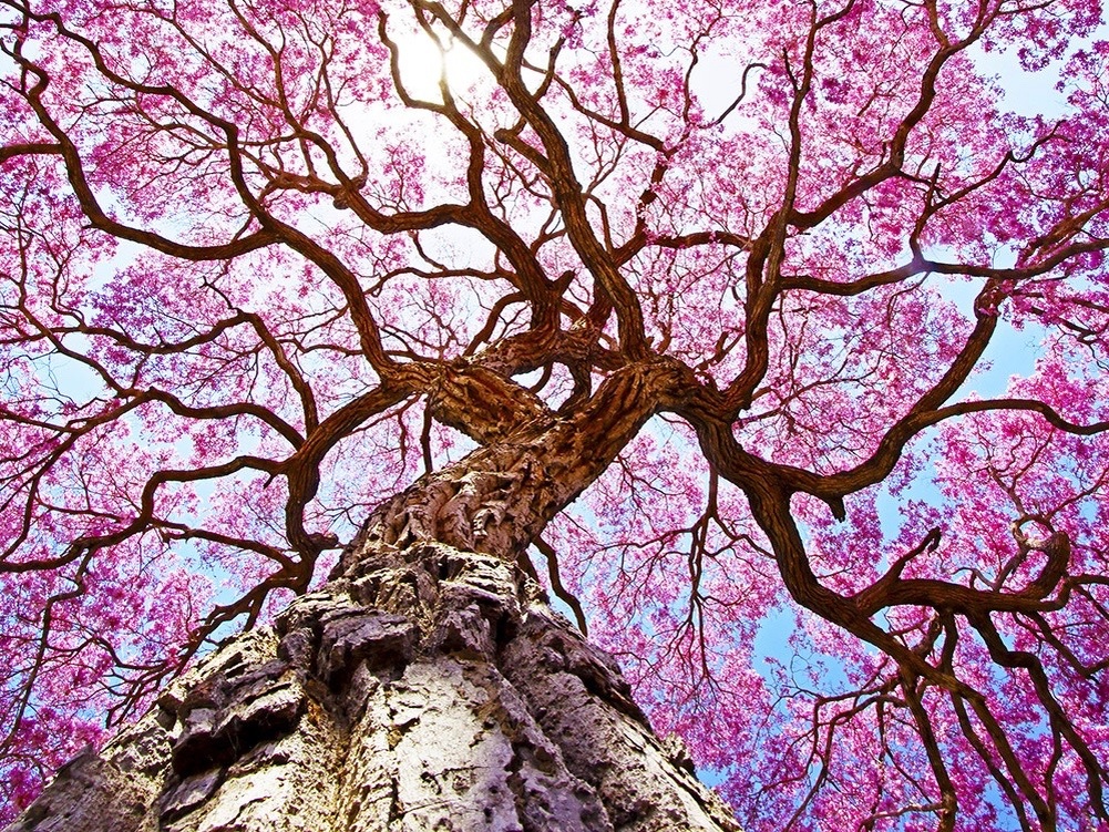 Муравьиное дерево