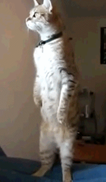 Анимация из открытых источников