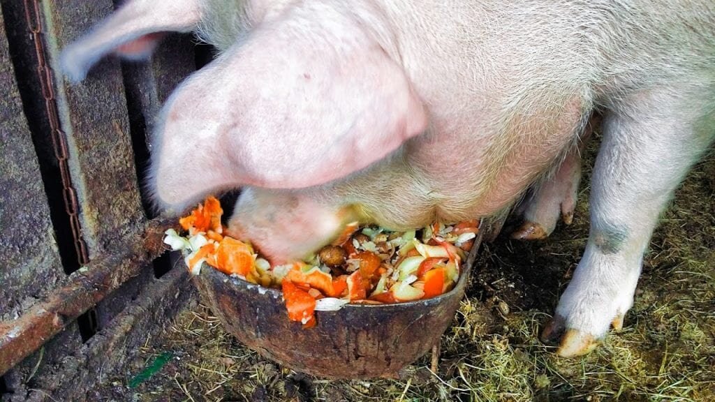 Овощи нужно мельчить, чтобы поросёнок не подавился
