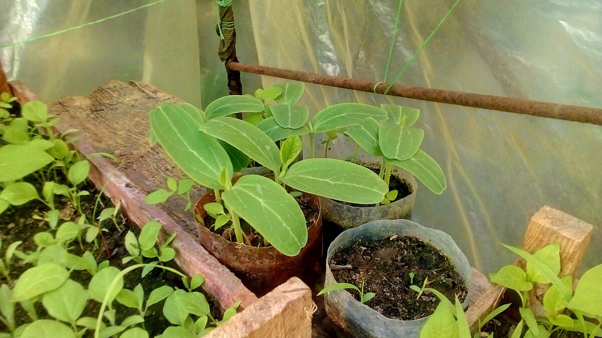 рассада, весна