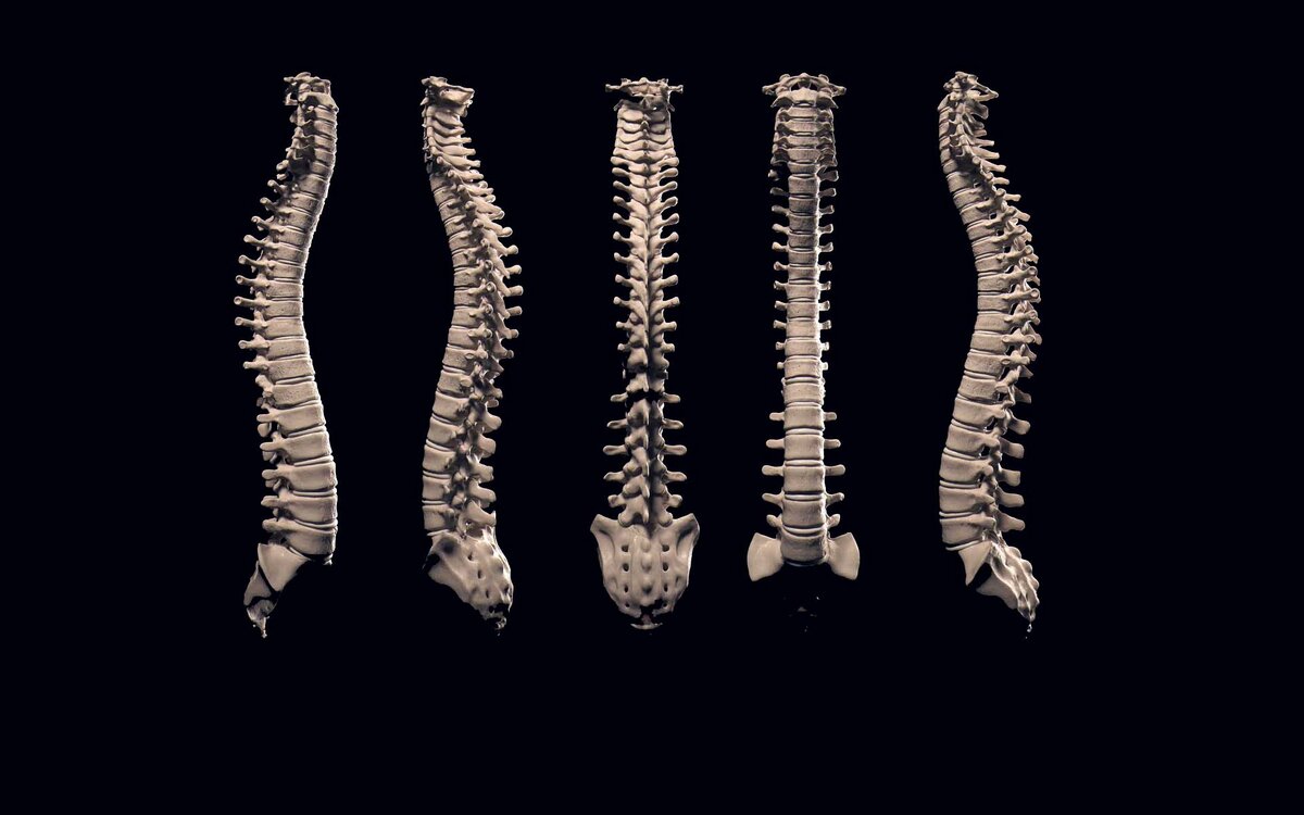 Позвоночный столб боли. Позвоночник. Человеческий позвоночник. Позвоночник 3d. Позвоночный столб.