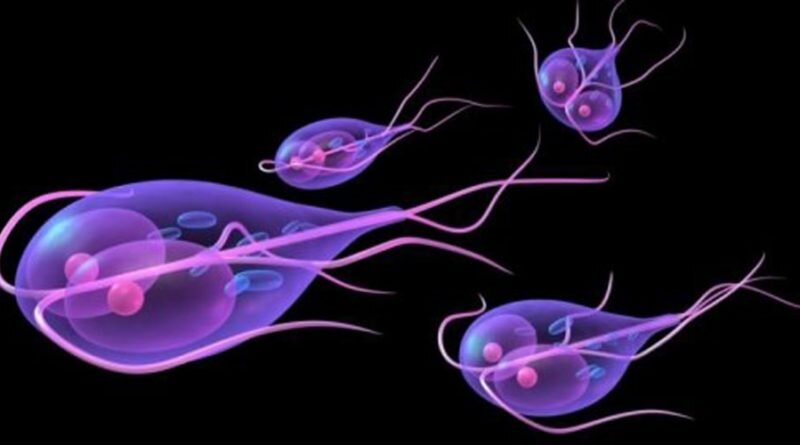 По данным Всемирной организации здравоохранения, лямблиозом страдают примерно 20–25% детей в мире